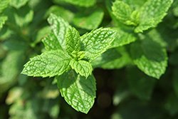 Deep Tissue Balm, Peppermint & Tea Tree, 2 Fluid Ounce